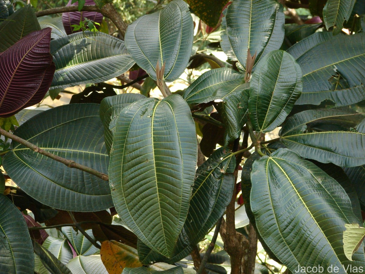 Miconia calvescens DC.